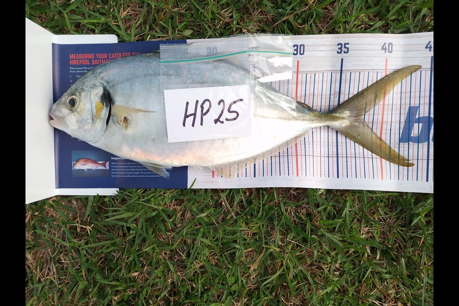 Stephen Bundy caught this 37.5cm Trevally at Northland during The Export NZ Fishing Competition