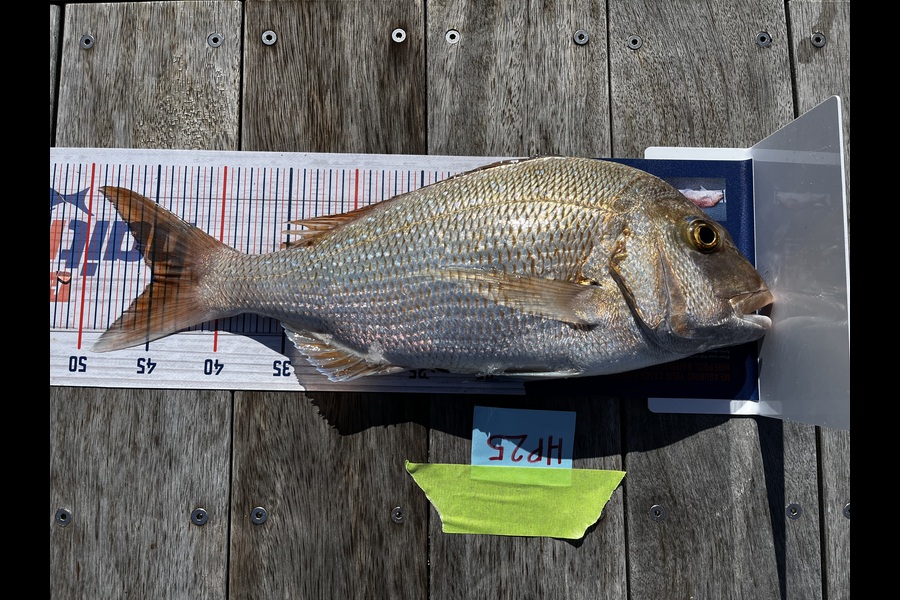 Peter Michalakis caught this 44.5cm Snapper at Northland during The Export NZ Fishing Competition