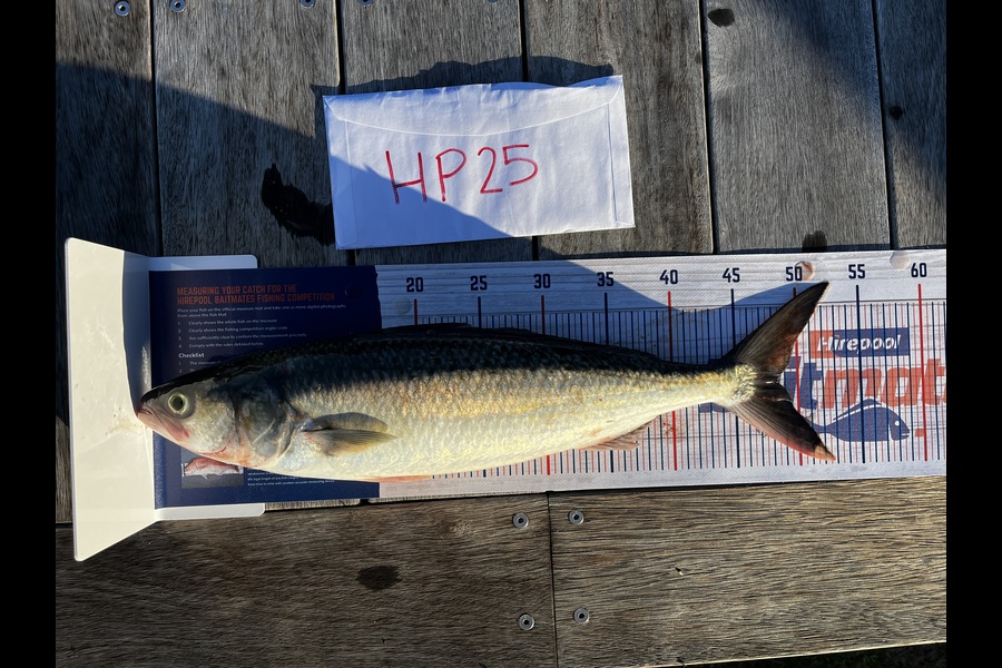 Peter Michalakis caught this 48.5cm Kahawai at Northland during The Export NZ Fishing Competition