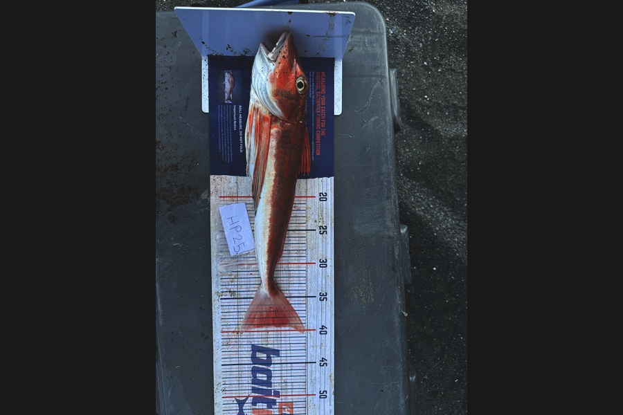 Taitea Love Junior caught this 39cm Gurnard at Wairarapa
 during The Export NZ Fishing Competition