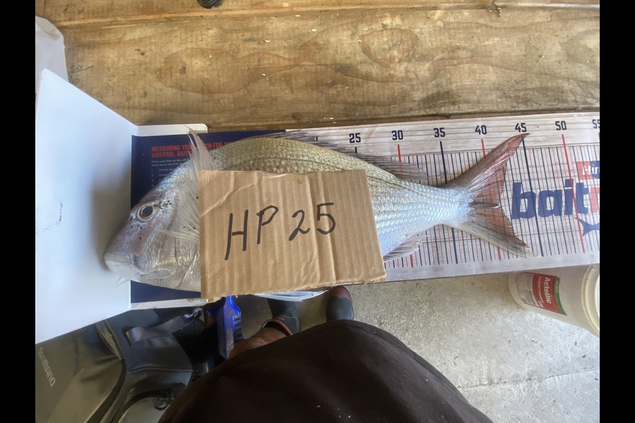 Marshall Love caught this 40.5cm Snapper at Wairarapa
 during The Export NZ Fishing Competition