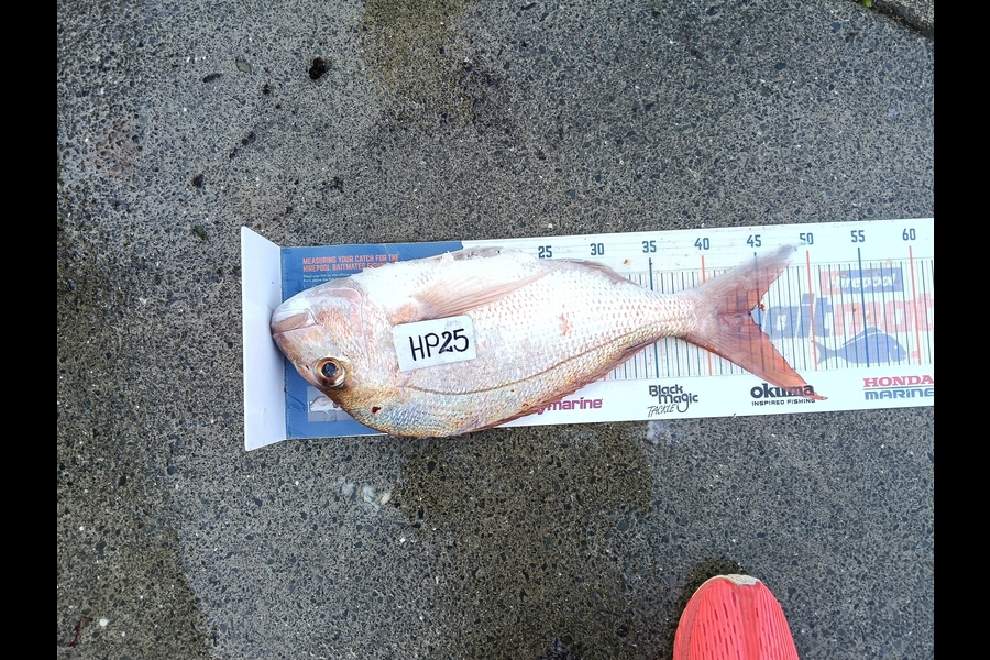 Yvonne Holt caught this 44.0cm Snapper at Northland during The Export NZ Fishing Competition