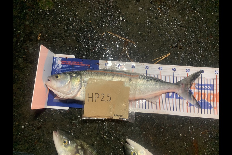 Rosie Phillips caught this 50.5cm Kahawai at Northland during The Export NZ Fishing Competition
