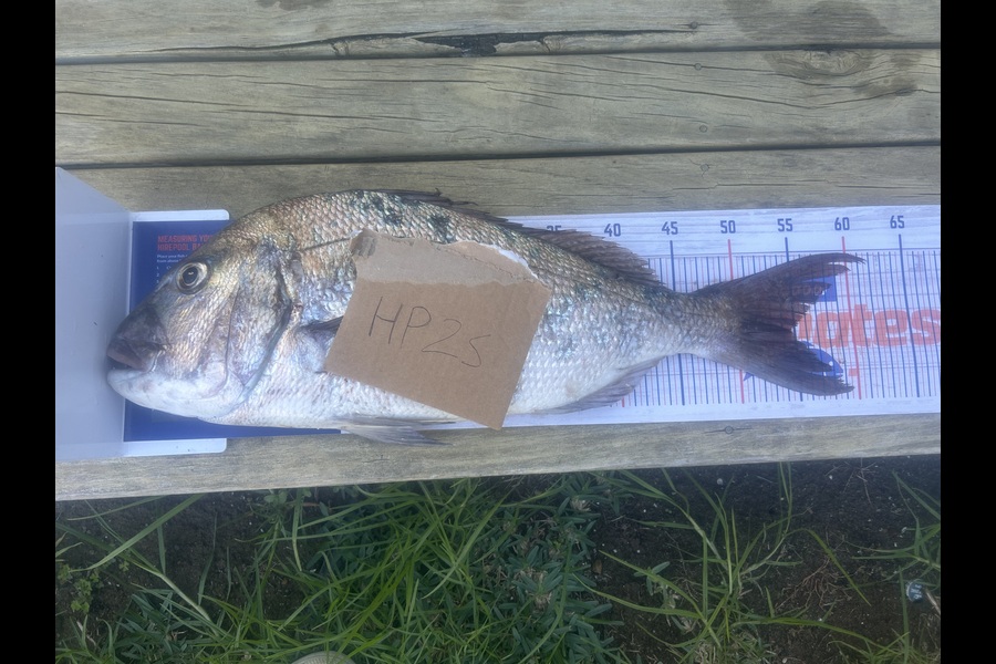 Julian Thompson caught this 54.5cm Snapper at Northland during The Export NZ Fishing Competition