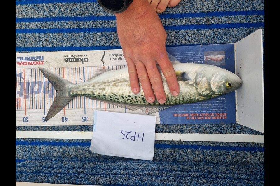 Blake Mansell caught this 41.5cm Kahawai at Bay of Plenty during The Export NZ Fishing Competition
