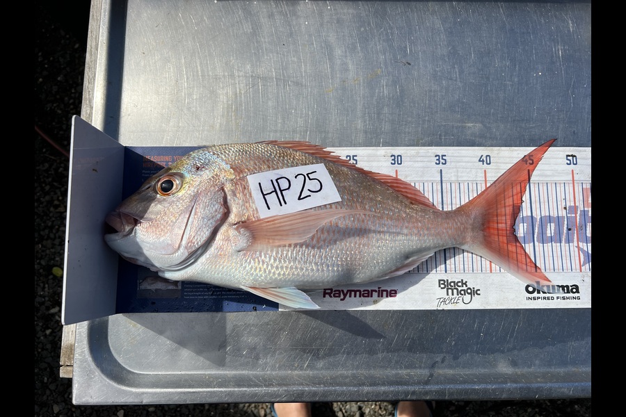 Teghan Errington caught this 43.0cm Snapper at Northland during The Export NZ Fishing Competition