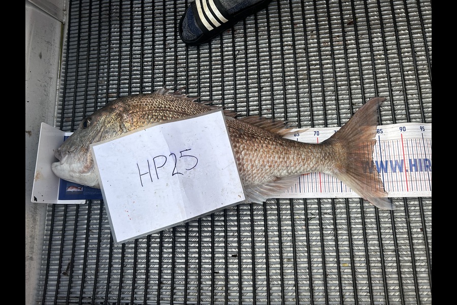 Callum Owen caught this 83.0cm Snapper at Auckland during The Export NZ Fishing Competition