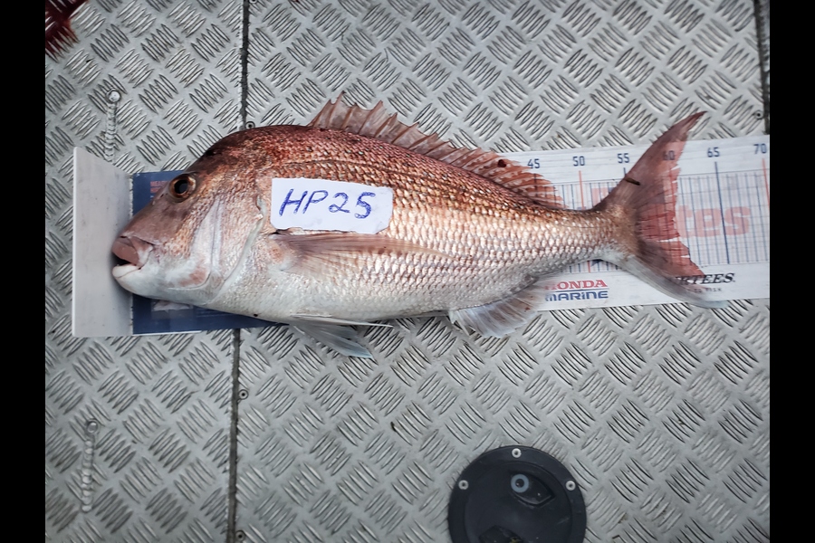 Johan Esterhuyse caught this 59.5cm Snapper at Auckland during The Export NZ Fishing Competition