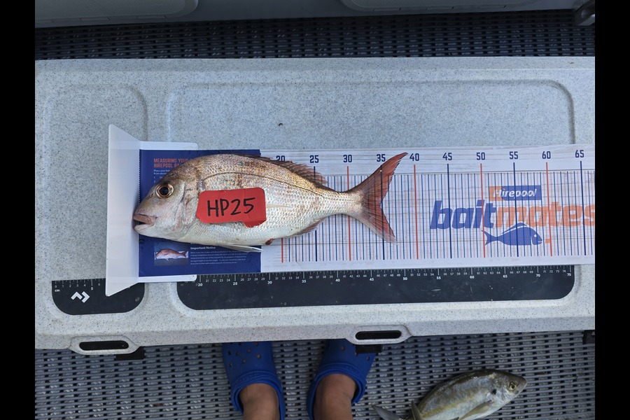 Baydon Chappell caught this 34.5cm Snapper at Northland during The Export NZ Fishing Competition