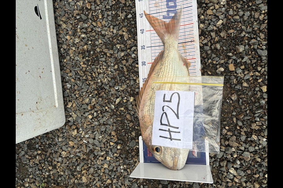 Jamie Bullock caught this 41.5cm Snapper at Waikato during The Export NZ Fishing Competition