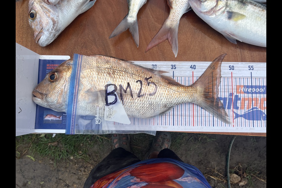 Dillon Ratima caught this 46.5cm Snapper at Auckland during The Export NZ Fishing Competition