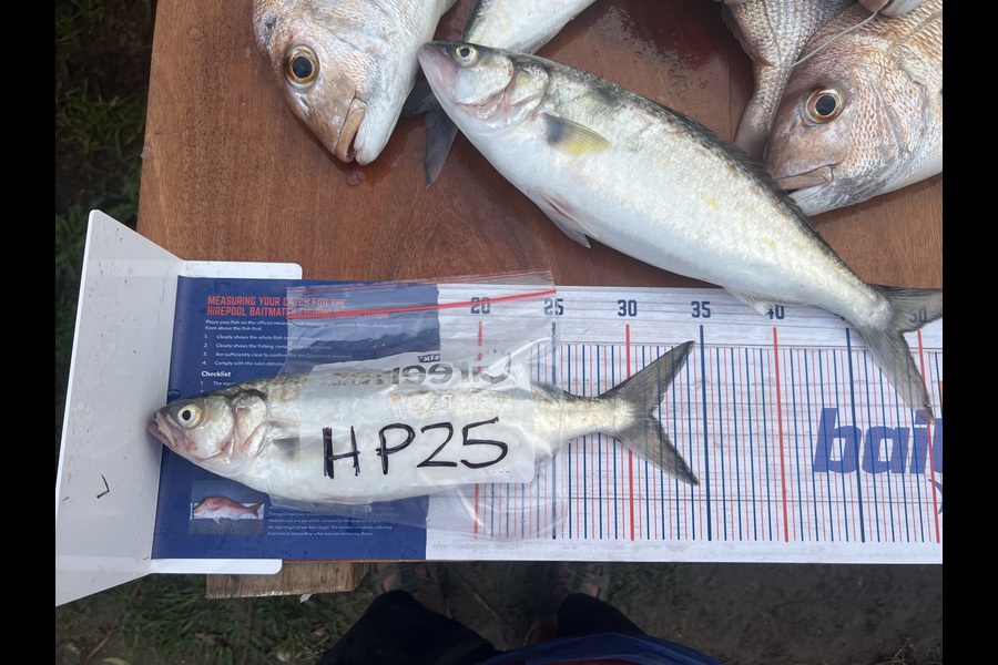 Dillon Ratima caught this 31.5cm Kahawai at Auckland during The Export NZ Fishing Competition