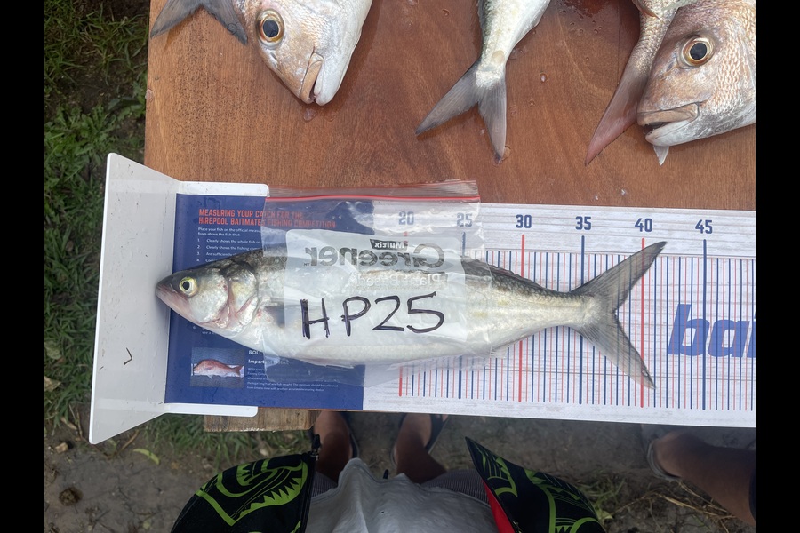 Michael Ratima caught this 37.5cm Kahawai at Auckland during The Export NZ Fishing Competition