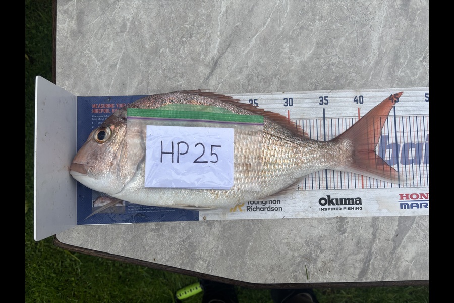 Twain Brunsden caught this 42.0cm Snapper at Bay of Plenty during The Export NZ Fishing Competition