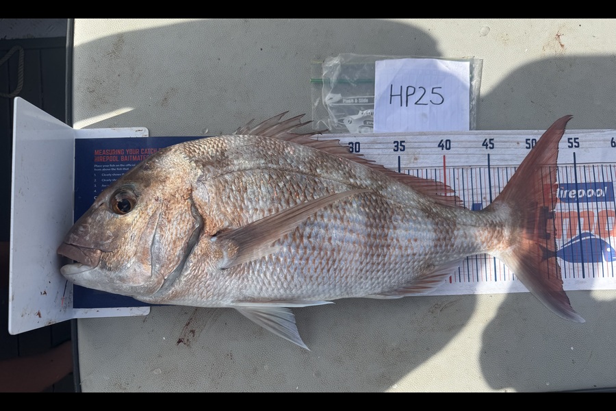 Shaun Russell caught this 52.0cm Snapper at Northland during The Export NZ Fishing Competition