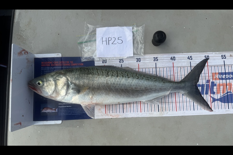 Shaun Russell caught this 46.0cm Kahawai at Northland during The Export NZ Fishing Competition