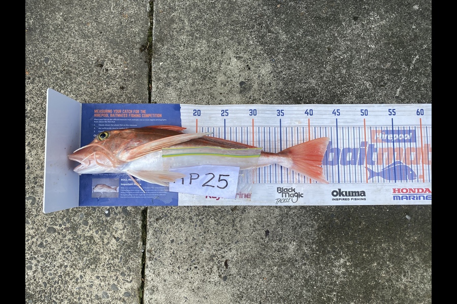 David Harley caught this 42.0cm Gurnard at Hawkes Bay during The Export NZ Fishing Competition