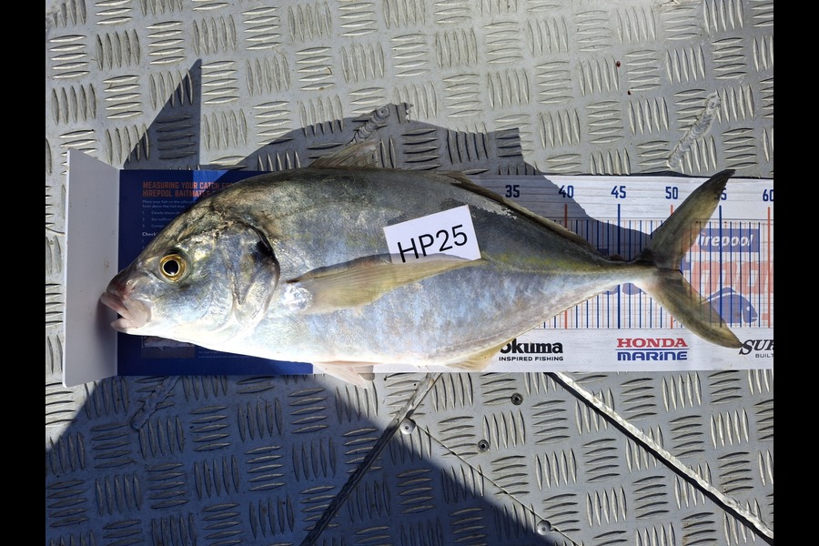 John Twentyman caught this 50.5cm Trevally at Coromandel during The Export NZ Fishing Competition