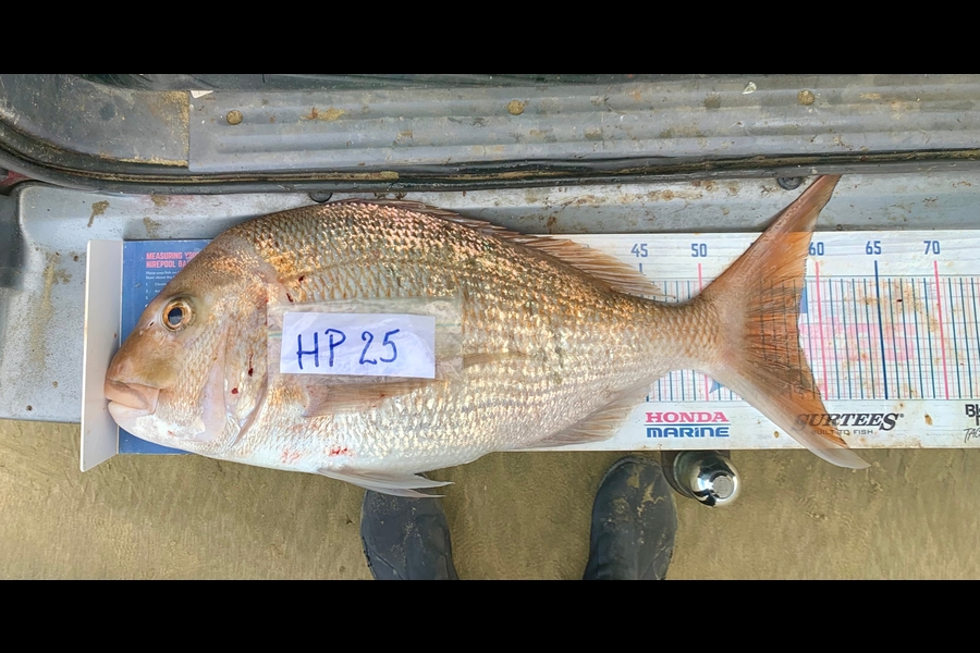 John Ra caught this 58.0cm Snapper at Northland during The Export NZ Fishing Competition