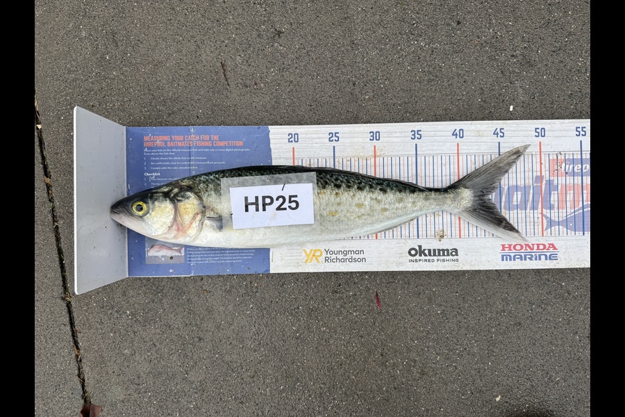 Melanie Bethell caught this 43.5cm Kahawai at Bay of Plenty during The Export NZ Fishing Competition