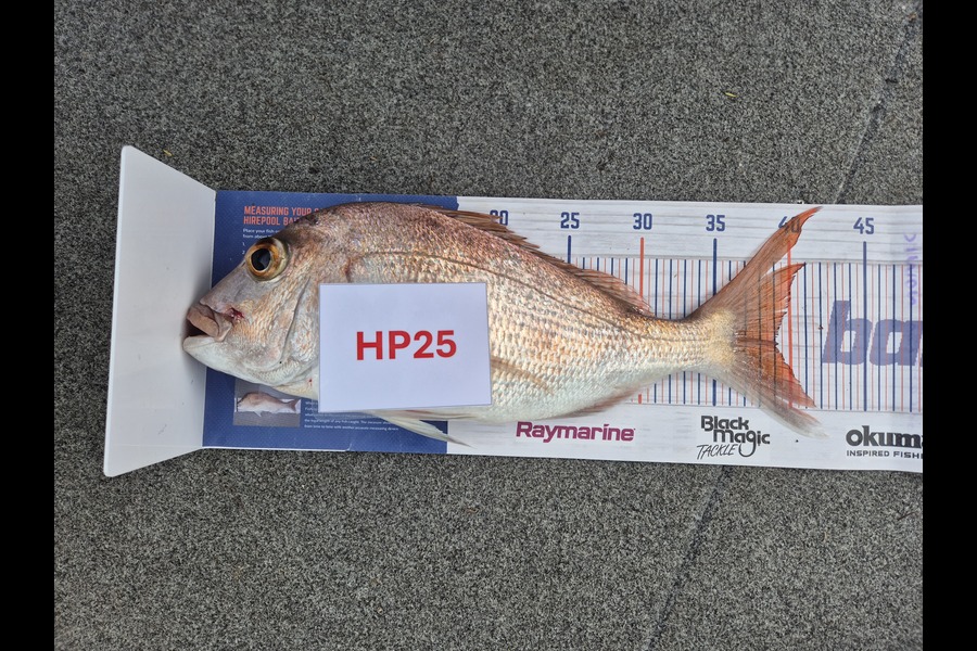Simon Roberts caught this 39.0cm Snapper at Coromandel during The Export NZ Fishing Competition