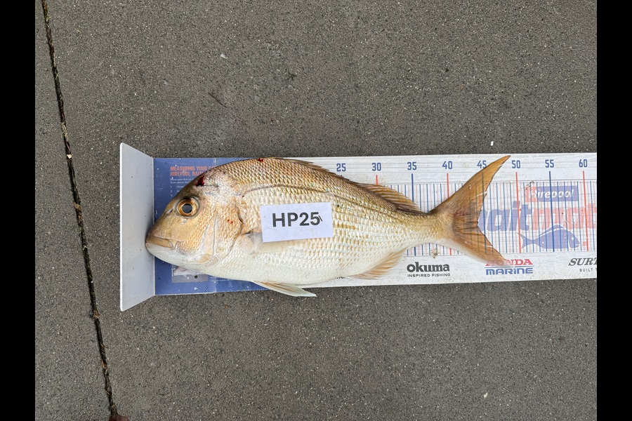 Melanie Bethell caught this 44.0cm Snapper at Bay of Plenty during The Export NZ Fishing Competition