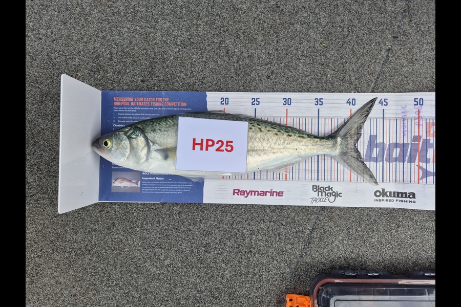 Simon Roberts caught this 40.5cm Kahawai at Coromandel during The Export NZ Fishing Competition
