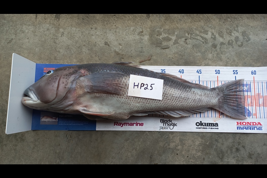 Kelvin Mckay caught this 57.0cm Blue Cod at Otago during The Export NZ Fishing Competition