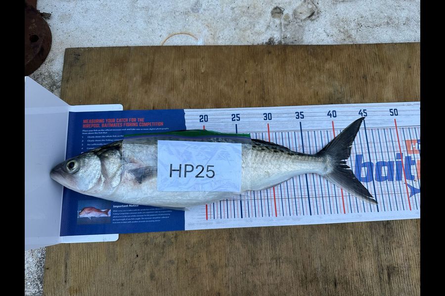 Rob Stroud caught this 41.0cm Kahawai at Coromandel during The Export NZ Fishing Competition