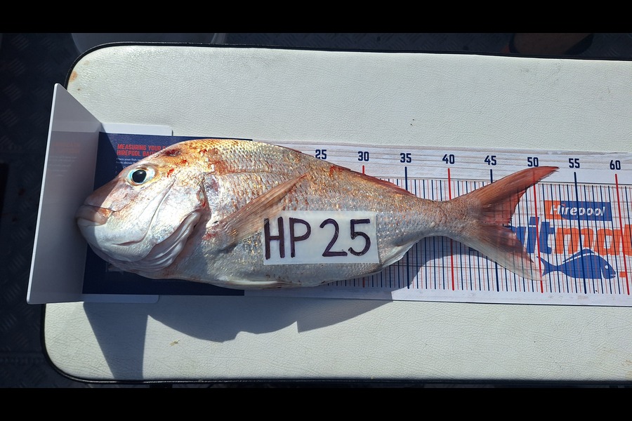 Jason van Tiel caught this 46.5cm Snapper at Auckland during The Export NZ Fishing Competition