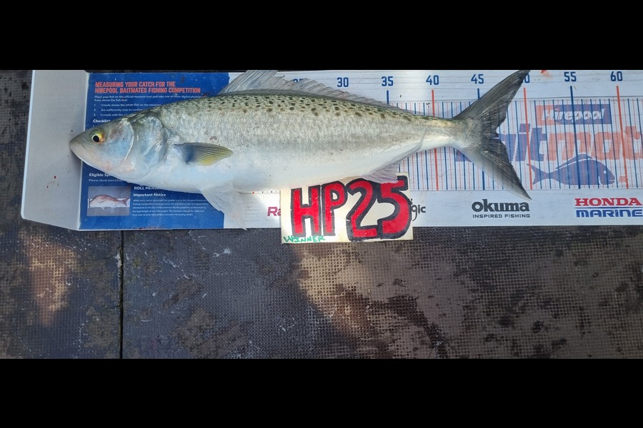 Greg Russell caught this 46.5cm Kahawai at Waikato during The Export NZ Fishing Competition