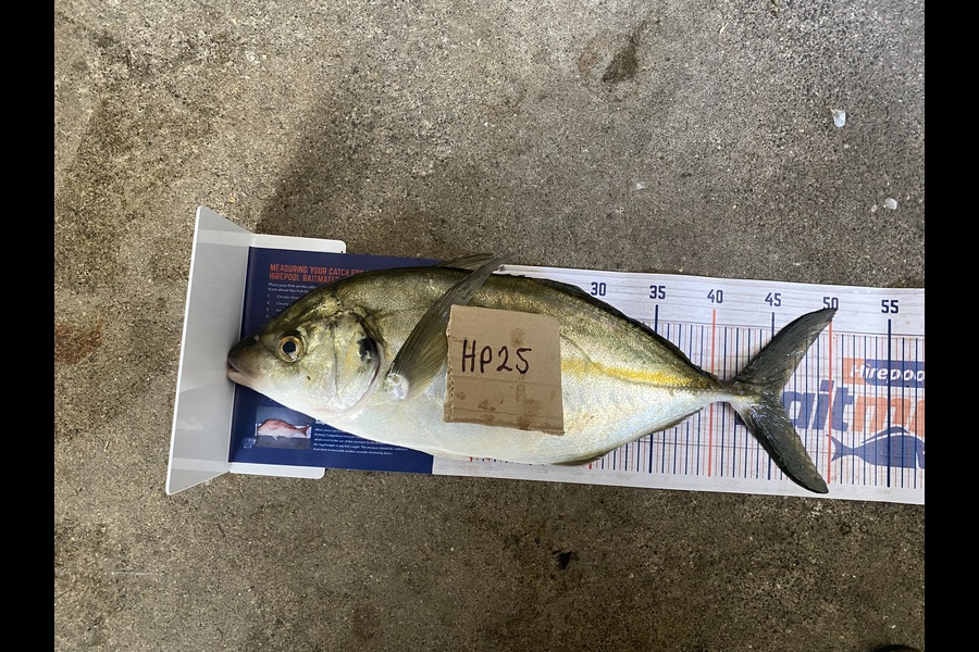 Jordan Crawford caught this 45.0cm Trevally at Bay of Plenty during The Export NZ Fishing Competition