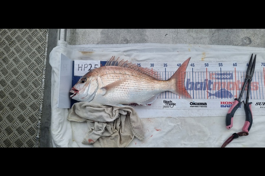 Phillip Rose caught this 41.5cm Snapper at Nelson/Marlborough during The Export NZ Fishing Competition