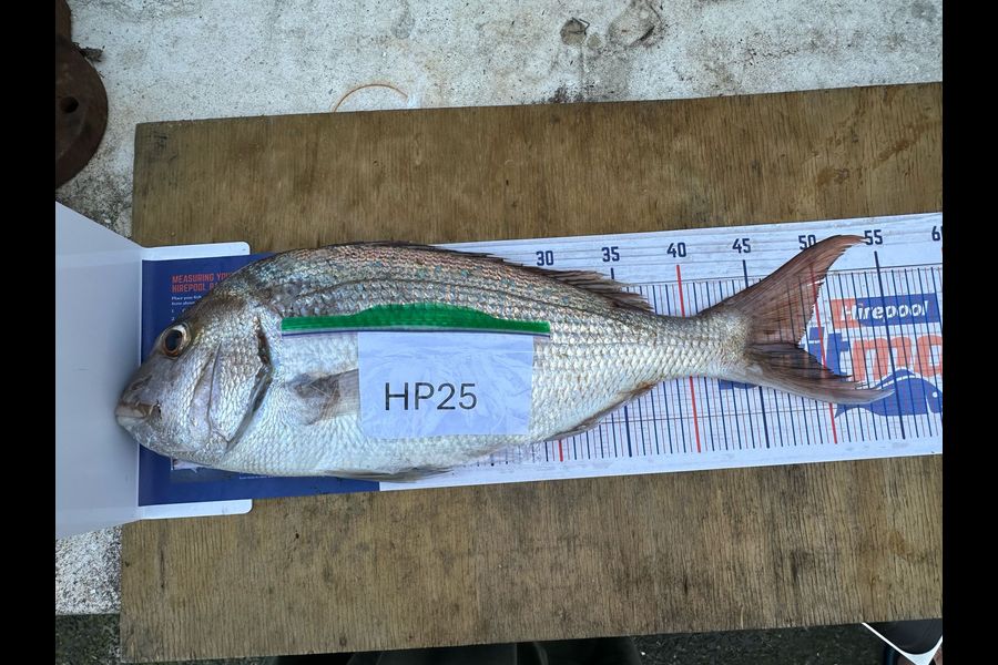 Rob Stroud caught this 48.0cm Snapper at Coromandel during The Export NZ Fishing Competition