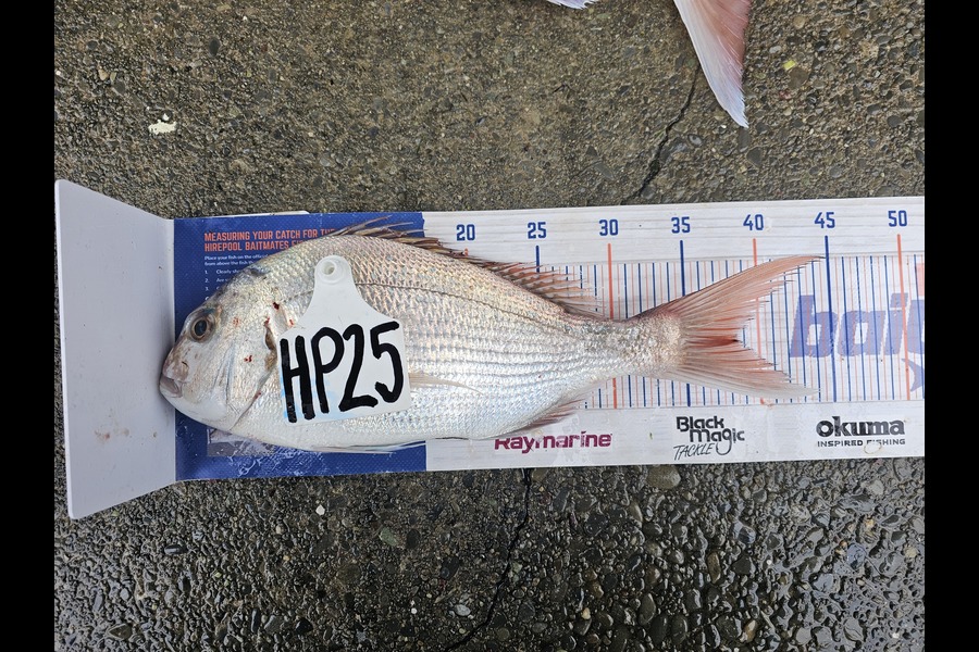 Hunter Schroeder caught this 38.5cm Snapper at Nelson/Marlborough during The Export NZ Fishing Competition