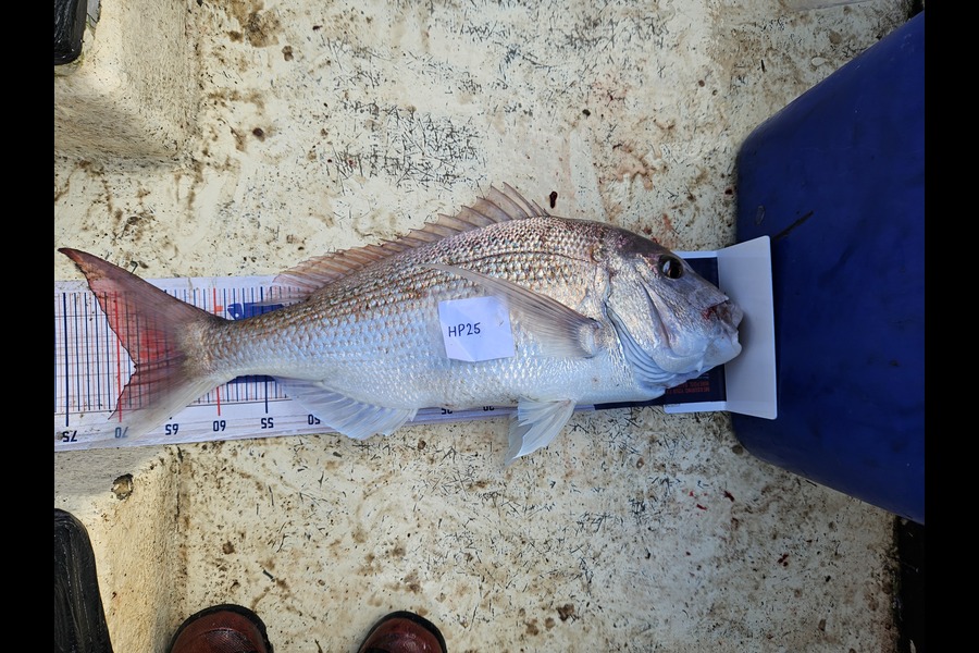 Lachie Mclean caught this 68.5cm Snapper at Taranaki during The Export NZ Fishing Competition