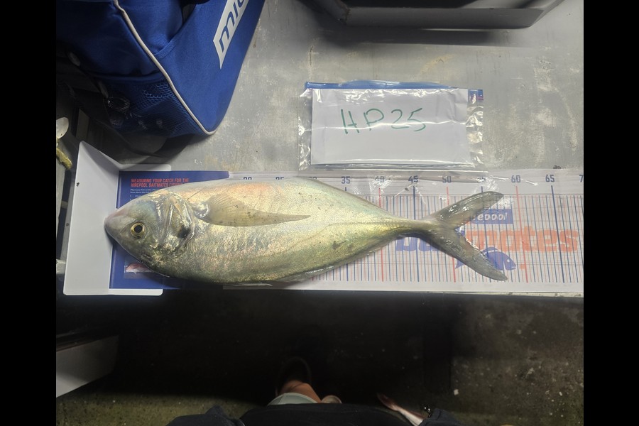 Mallory Cowin caught this 50.5cm Trevally at Wairarapa
 during The Export NZ Fishing Competition