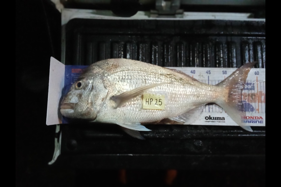 Bill Vincent caught this 54.5cm Snapper at Northland during The Export NZ Fishing Competition