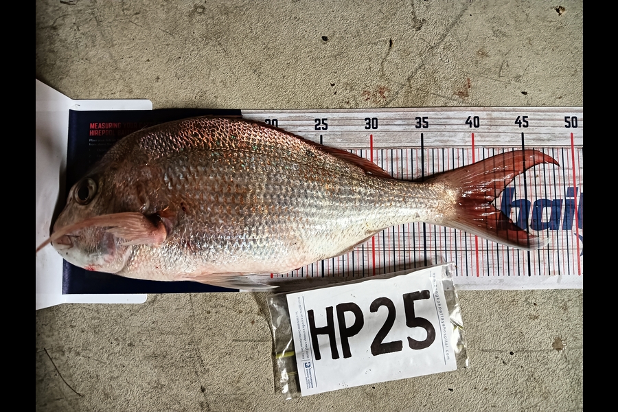 Tim Cross  caught this 41.5cm Snapper at Coromandel during The Export NZ Fishing Competition