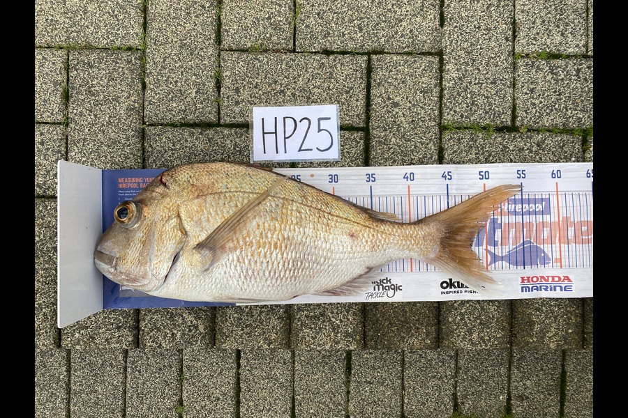 Joshua Hohaia caught this 48.0cm Snapper at Auckland during The Export NZ Fishing Competition