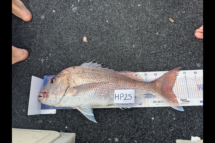 Rory Atkinson caught this 67.5cm Snapper at Northland during The Export NZ Fishing Competition