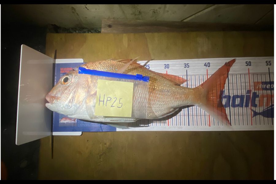 Jason Galea caught this 43.0cm Snapper at Auckland during The Export NZ Fishing Competition