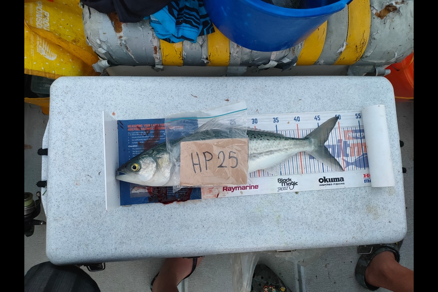 Joshua Martin caught this 45.5cm Kahawai at Bay of Plenty during The Export NZ Fishing Competition