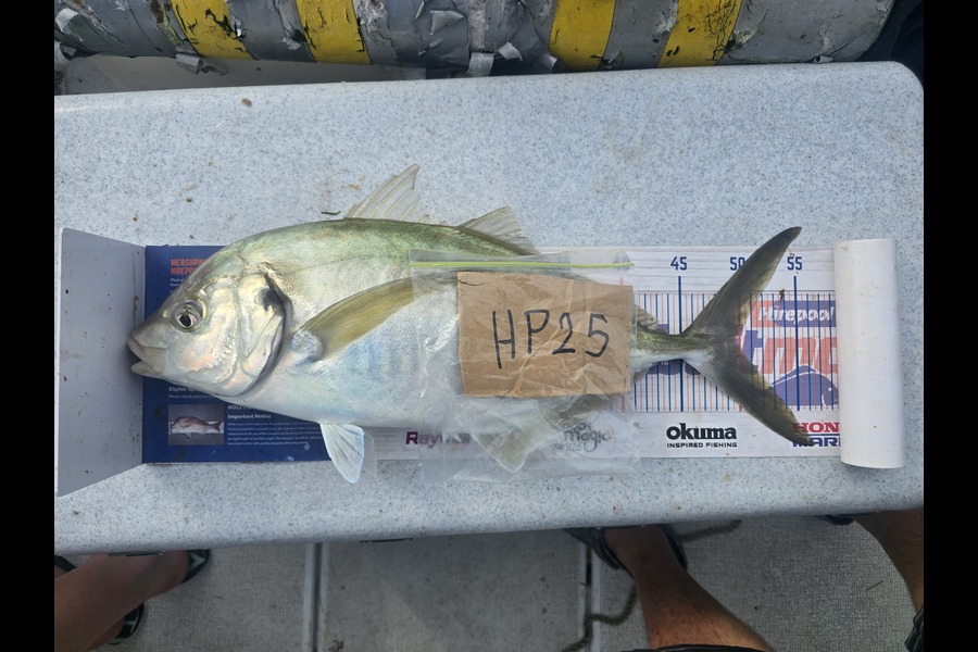 Frazer Hope caught this 49.5cm Trevally at Bay of Plenty during The Export NZ Fishing Competition