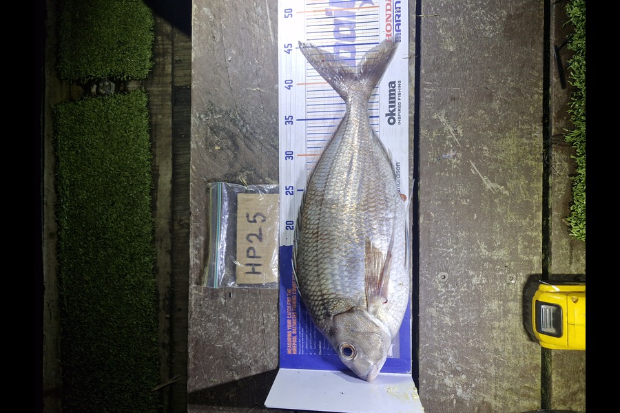 Ross  Burling  caught this 42.0cm Tarakihi at West Coast during The Export NZ Fishing Competition