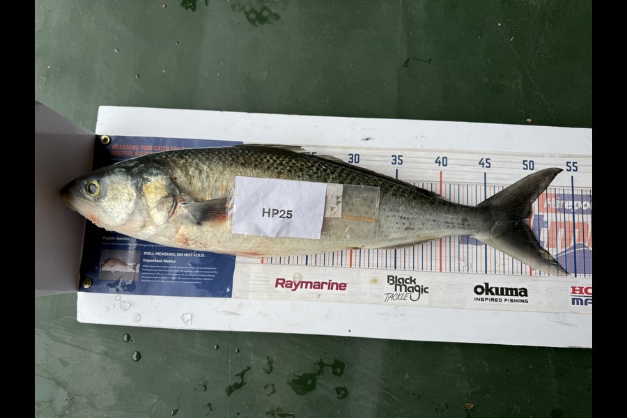 Sharon Cretney caught this 49.0cm Kahawai at Wairarapa
 during The Export NZ Fishing Competition