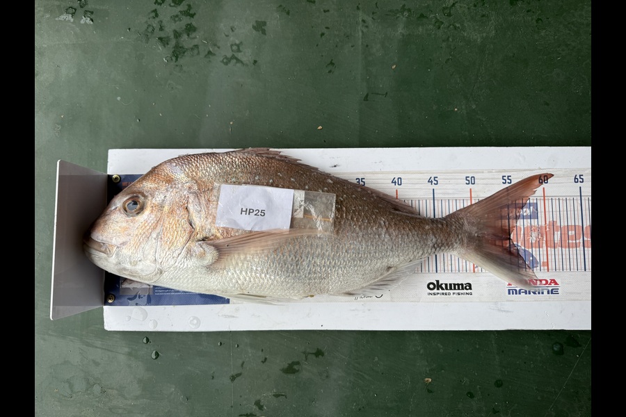 Sharon Cretney caught this 55.0cm Snapper at Wairarapa
 during The Export NZ Fishing Competition