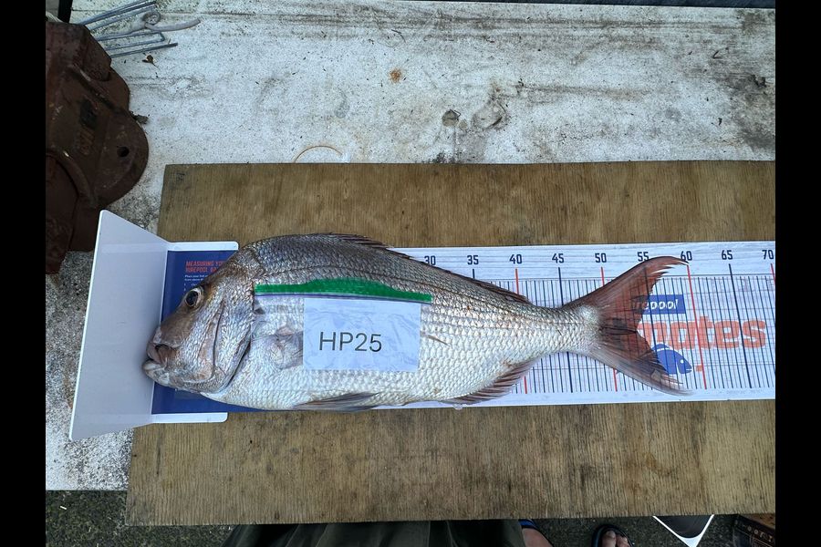 Rob Stroud caught this 53.0cm Snapper at Coromandel during The Export NZ Fishing Competition