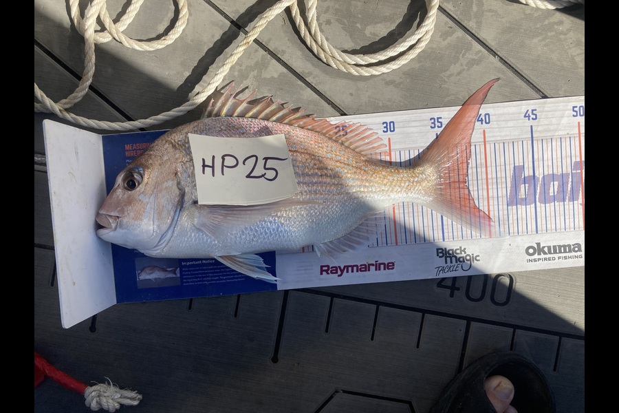 David Monagan caught this 37.5cm Snapper at Hawkes Bay during The Export NZ Fishing Competition