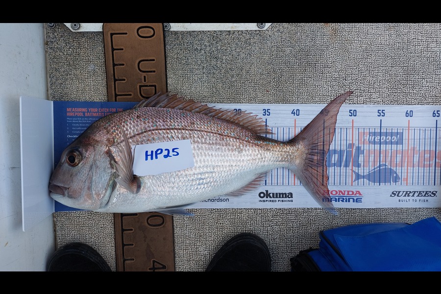 Daniel Parker caught this 45.5cm Snapper at Coromandel during The Export NZ Fishing Competition